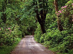 Kylemore Wood Road, County Galway, Ireland